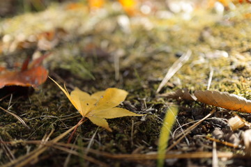紅葉