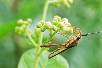 Insects are eating young shoots.