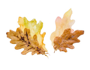 Oak yellow autumn leaves painted by watercolor