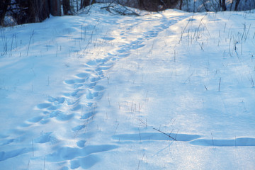 winter scenery with footprints on the snow
