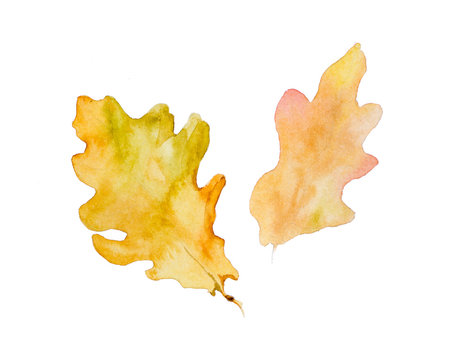 Oak yellow autumn leaves painted by watercolor