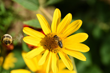 Yellow daisy and bee top view on a blurry green background on a summer sunny day