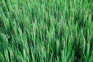 The growing rice plants that are to be harvested in the near future.