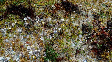 Seashells on the beach