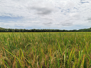 field of rice