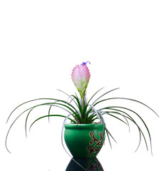 Bromeliad, Tillandsia, white background