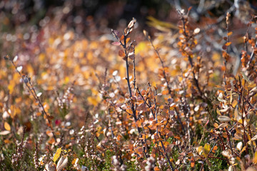 autumn nature leaves 