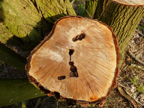 Jahresringe eines Baumes der abges&auml;gt wurde
