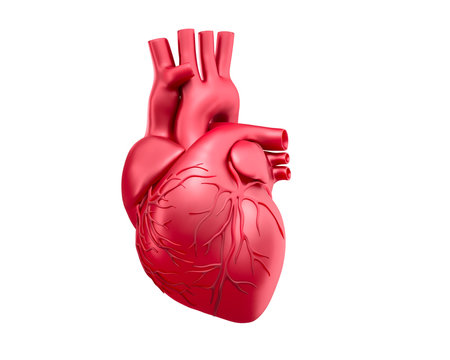 Human heart model - 3D illustration	