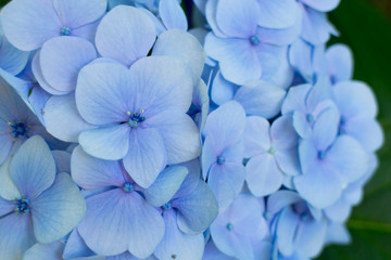 pretty blue hydrangea flowers closeup