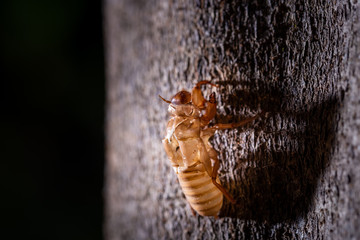 Molting cicada on tree. Cicada's life cycle in forest,  taken with a flash at night