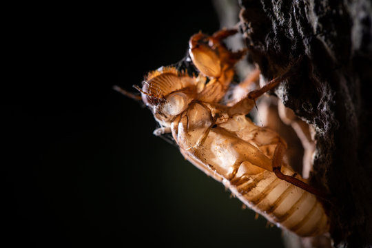 Cicadas molting, taken with a flash at night, close up