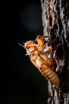 Molting Cicada On Tree. Cicada's Life Cycle In Forest,  Taken With A Flash At Night