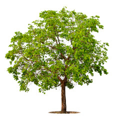 Obraz premium Big green tree isolated on white background with clipping path. Tropical trees