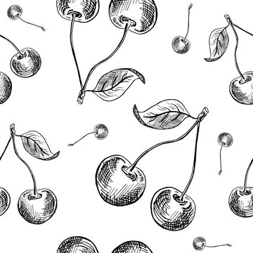 Cherry sketch pattern. Hand painted black cherry berries, seamless backdrop on a white background