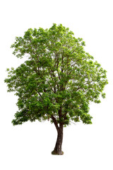 Green tree isolated on white background with clipping path. Tropical trees