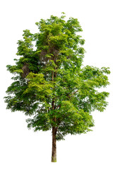 Fototapeta premium Green tree isolated on white background with clipping path. Tropical trees