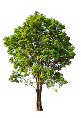 Green tree isolated on white background with clipping path. Tropical trees