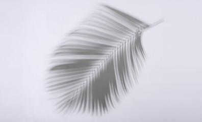 abstract palm leaf and shadow reflection on white background.