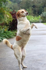 dogs standing two legs.