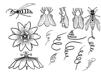 Passiflora, Passion flower ink drawing. Graphic elements bees, beetles, wasp. Black-and-white Passiflora flower graphics for design. Set of hand drawn design elements. Collection of black ink abstract