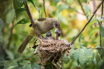Mother bird feeding her newborn baby in nest on the tree.