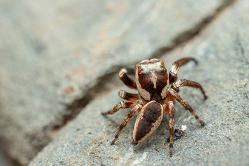 The Northern Jumping Spider, Euryattus sp., with large eyes and fluffy palps including copy space