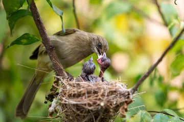 Deurstickers Mother bird feeding her newborn baby on nest in the tree. Close up © Pituk