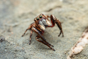 The Northern Jumping Spider, Euryattus sp., with large eyes and fluffy palps
