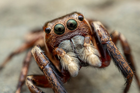 The Northern Jumping Spider, Euryattus sp., with large eyes and fluffy palps - Powered by Adobe