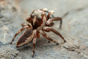 The Northern Jumping Spider, Euryattus sp., with large eyes and fluffy palps