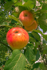 apples on a tree
