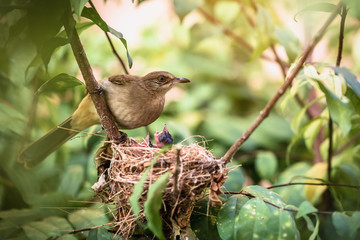 Mother with newborn baby birds are hungry in nest.