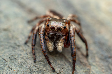 The Northern Jumping Spider, Euryattus sp., with large eyes and fluffy palps