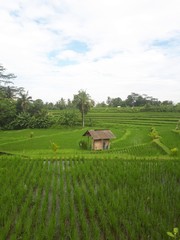 Obraz premium Campos de arroz en Bali Indonesia