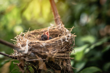 Newborn baby birds in nest on the tree