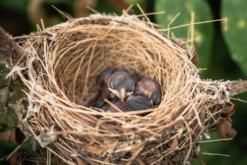 Obraz premium Newborn baby bird in nest on the tree. Close up