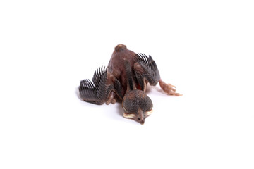 Newborn baby birds isolated on a white background.