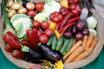 Various freshly picked  harvested vegetables