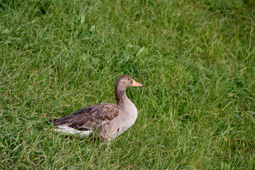 duck on a green field