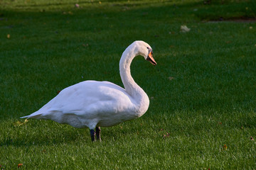 swan on a green field