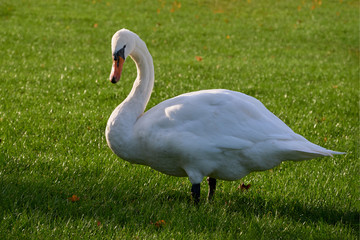 swan on a green field