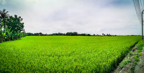 field of green grass and blue sky