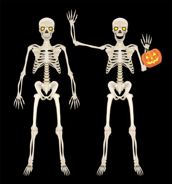 skeleton full body on black background