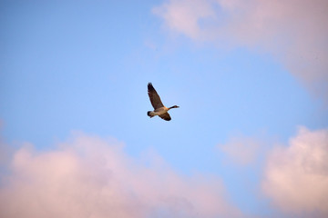 ducks flying in the sky