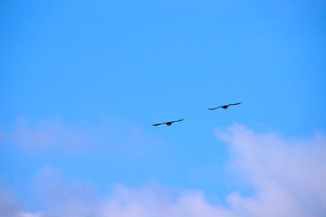 ducks flying in the sky
