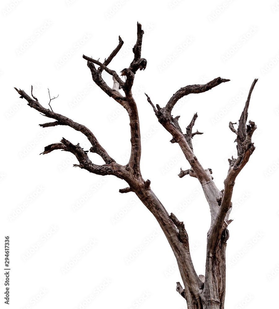 Wall mural dead tree isolated on white background with clipping path