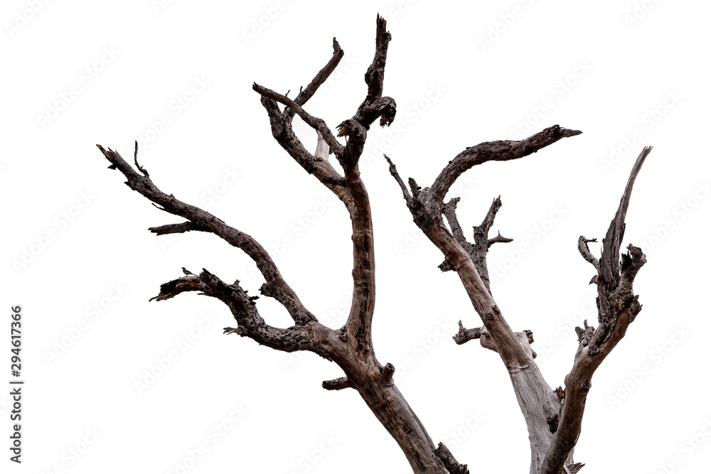 Wall mural branch of dead tree isolated on white background with clipping path