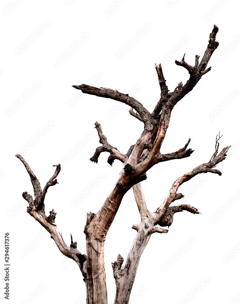 Wall mural dead tree isolated on white background with clipping path