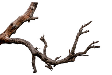 Fototapeta Branch of dead tree isolated on white background with clipping path obraz